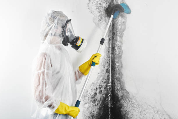 Best Water Damage & Mold Remediation  in Sandia Knolls, NM